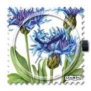 105990_Cornflower