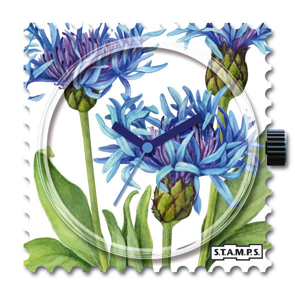 105990_Cornflower
